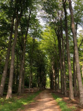 Hollanda 'nın Gelderland kentindeki Slangenburg çevresindeki ormandan geçen yol.