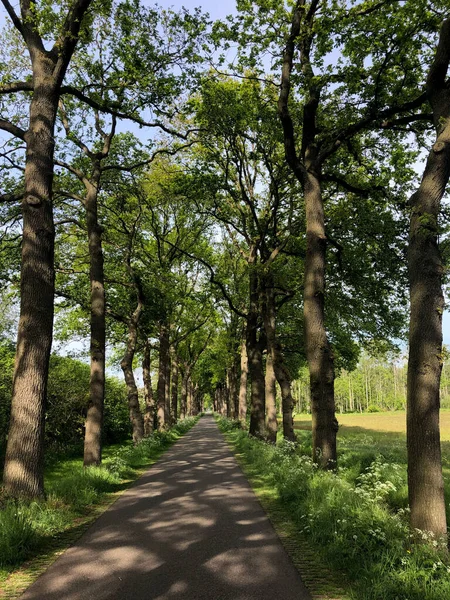 荷兰Gelderland Zelhem周围的公路 — 图库照片