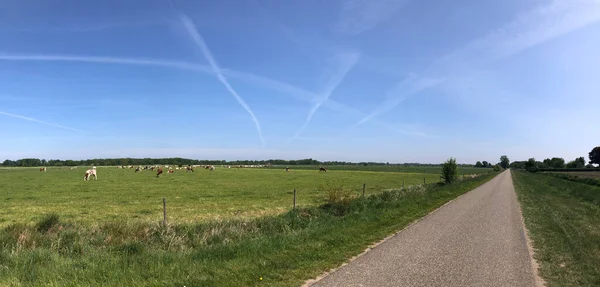 Mucche Nel Prato Intorno Eibergen Gelderland Paesi Bassi — Foto Stock