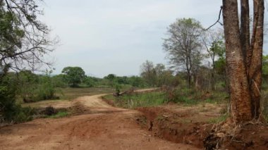 Sri Lanka 'nın kırsal kesiminde toprak yol