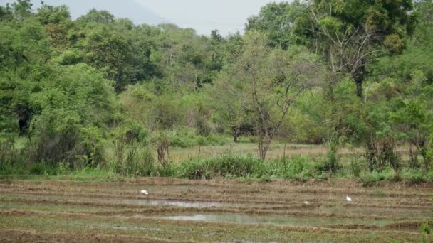 Campos Arroz Sri Lanka Con Aves — Vídeo de stock