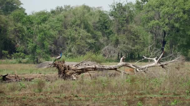 Peacock Sitting Death Tree Sri Lanka — Stock Video