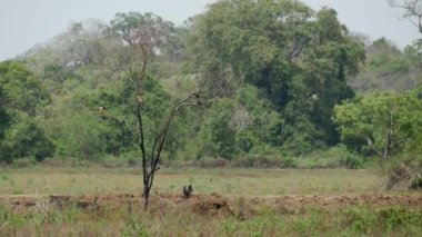 Sri Lanka 'da ağaçtaki kartallar