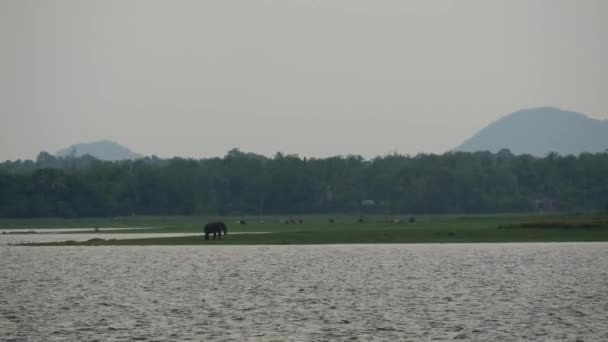 Elefante Pie Cerca Gran Lago Hecho Por Hombre Distrito Anuradhapura — Vídeo de stock