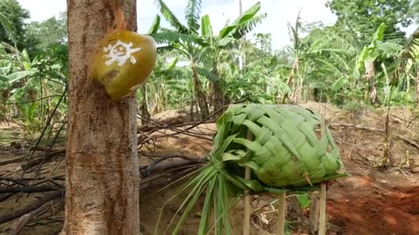 Ofrecer Los Espíritus Antes Construir Una Casa Sri Lanka — Vídeos de Stock