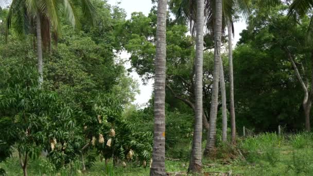 Ферма Орехов Кешью Районе Анурадхапура Шри Ланки — стоковое видео