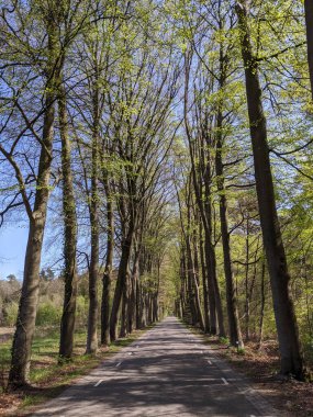 Hollanda 'nın Gelderland şehrinde ilkbaharda Vorden çevresindeki ormandan geçen yol.