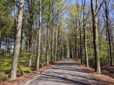 Hollanda 'nın Gelderland şehrinde ilkbaharda Medler çevresindeki ormandan geçen yol.