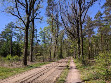 İlkbaharda Gelderland, Hollanda 'daki Ruurlo çevresindeki ormandan geçen kum yolu.