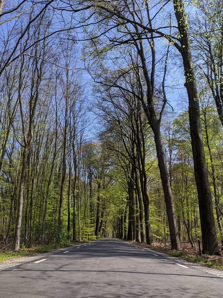Estrada Pela Floresta Torno Vorden Durante Primavera Gelderland Países Baixos — Fotografia de Stock