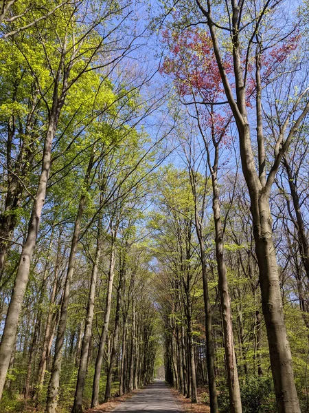 Estrada Pela Floresta Torno Kranenburg Durante Primavera Gelderland Países Baixos — Fotografia de Stock