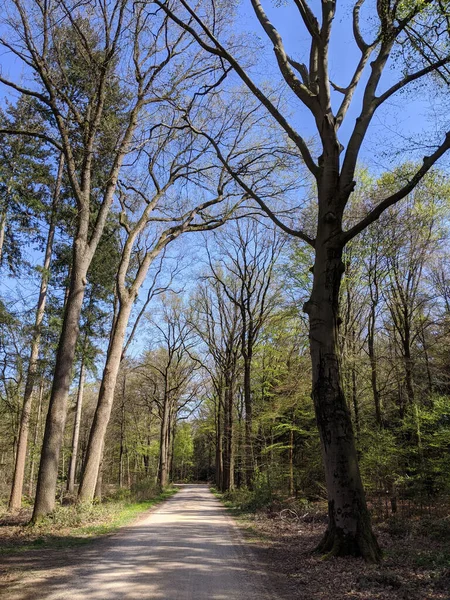 Estrada Pela Floresta Torno Medler Durante Primavera Gelderland Países Baixos — Fotografia de Stock