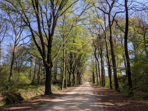 Vägen Genom Skogen Runt Medler Våren Gelderland Nederländerna — Stockfoto
