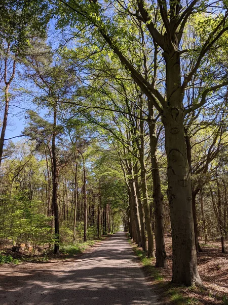 Camino Través Del Bosque Alrededor Meuhoek Durante Primavera Güeldres Países — Foto de Stock