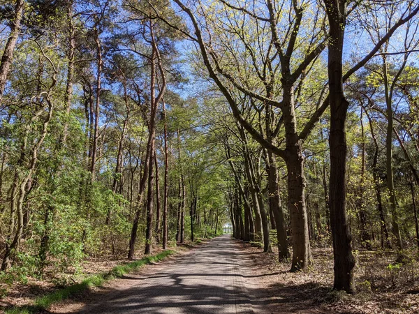 Estrada Pela Floresta Torno Meuhoek Durante Primavera Gelderland Países Baixos — Fotografia de Stock