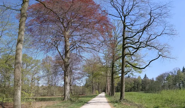 Panorama Depuis Sentier Travers Forêt Gueldre Pays Bas — Photo