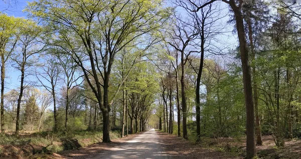 Estrada Pela Floresta Torno Medler Durante Primavera Gelderland Países Baixos — Fotografia de Stock