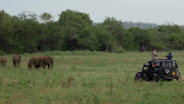 Safariturism Med Flock Asiatisk Elefant Närheten Minneriya Nationalpark Sri Lanka — Stockvideo