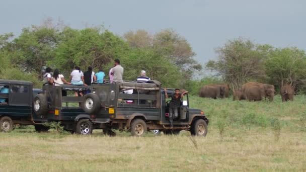 Safari Tourismus Mit Einer Herde Asiatischer Elefanten Hintergrund Minneriya Nationalpark — Stockvideo