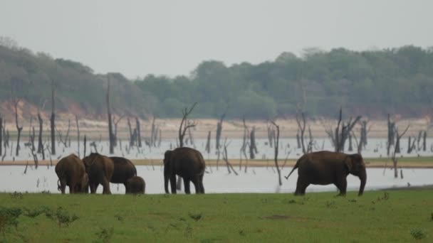 Hjord Asiatisk Elefant Med Elefanter Nära Vattnet Minneriya Nationalpark Sri — Stockvideo