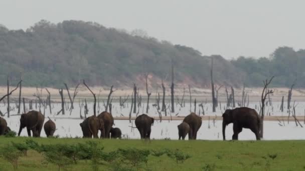 スリランカのミネリア国立公園の水に近い赤ちゃん象のいるアジアゾウの群れ — ストック動画