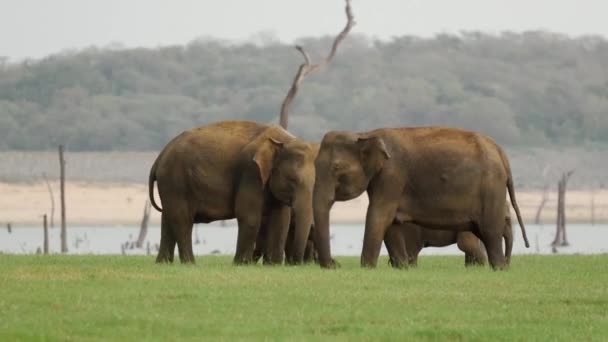 Troupeau Éléphants Asie Avec Des Bébés Éléphants Dans Parc National — Video