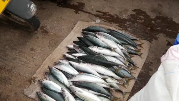 Mannen Som Samlar Fisk Låda Sin Skoter Fiskmarknaden Negombo Västkusten — Stockvideo