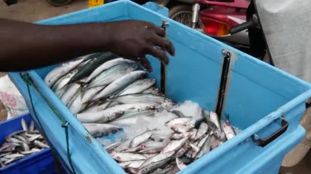 在斯里兰卡西海岸Negombo的鱼类市场收集和展示鱼 — 图库视频影像