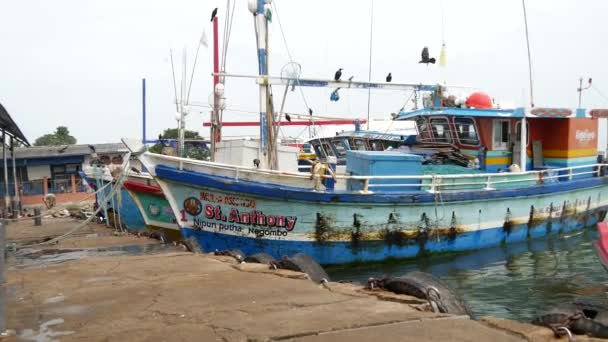 Fiskebåt Negombos Hamn Intill Fiskmarknaden Västkusten Sri Lanka — Stockvideo