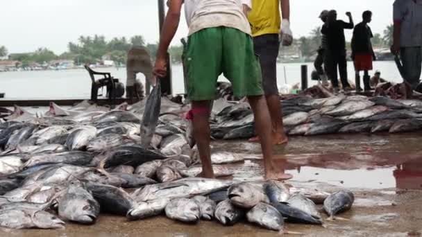 Fiskmarknaden Negombo Västkusten Sri Lanka — Stockvideo