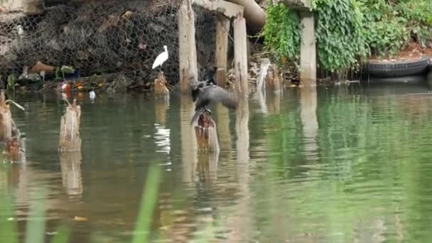 Skarven Skakar Fjädrarna Negombo Västkusten Sri Lanka — Stockvideo