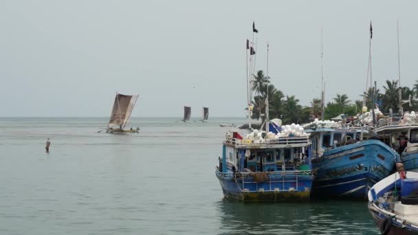 Traditionell Och Modern Fiskebåt Negombo Västkusten Sri Lanka — Stockvideo