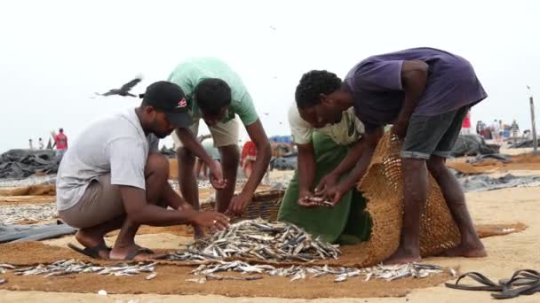 Fiskare Som Samlar Den Torra Fisken Vid Stranden Negombo Västkusten — Stockvideo