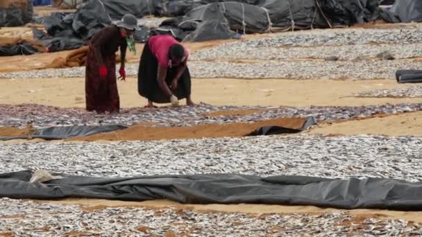 Mulher Virando Peixe Para Secar Praia Negombo Costa Oeste Sri — Vídeo de Stock