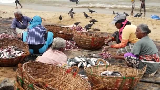 Mujer Que Trabaja Para Limpiar Mercado Pescado Playa Negombo Costa — Vídeo de stock
