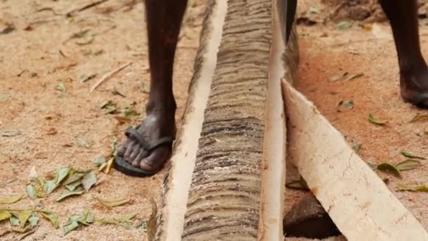 Man Met Bijl Snijdend Korst Van Een Palmboom Sri Lanka — Stockvideo