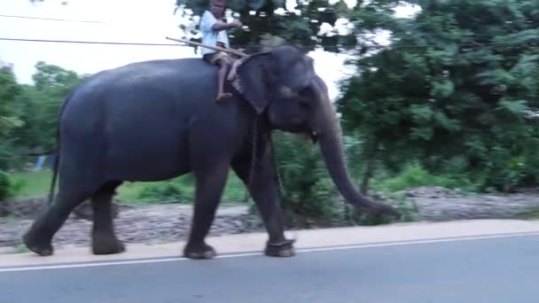 Elefanten Der Straße Von Habarana Distrikt Anuradhapura Sri Lanka — Stockvideo