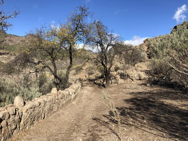 Weg Den Stausee Las Ninas Auf Gran Canaria — Stockfoto