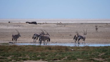 Gemsbok sürüsü, Namibya 'daki Etosha Ulusal Parkı' ndaki kuru bir ovada bir su birikintisinde.