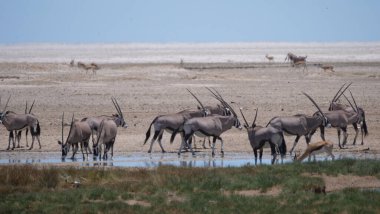 Gemsbok sürüsü, Namibya 'daki Etosha Ulusal Parkı' ndaki kuru bir ovada bir su birikintisinde.