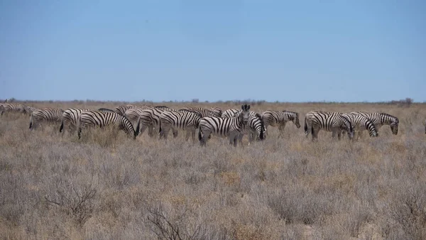 Troupeau Zèbres Sur Une Savane Sèche Dans Parc National Etosha — Photo