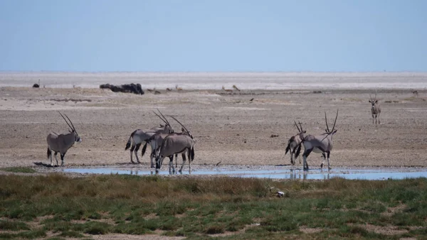 Manada Gemsbok Pozo Agua Una Sabana Seca Parque Nacional Etosha Imagen De Stock