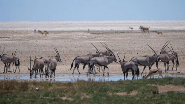 Manada Gemsbok Pozo Agua Una Sabana Seca Parque Nacional Etosha Imágenes De Stock Sin Royalties Gratis