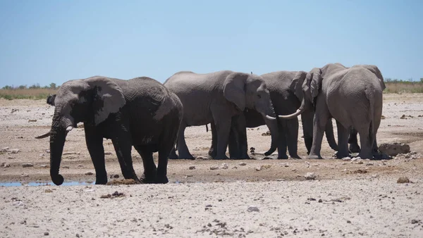 Manada Elefantes Alrededor Pozo Agua Casi Seco Parque Nacional Etosha Fotos De Stock