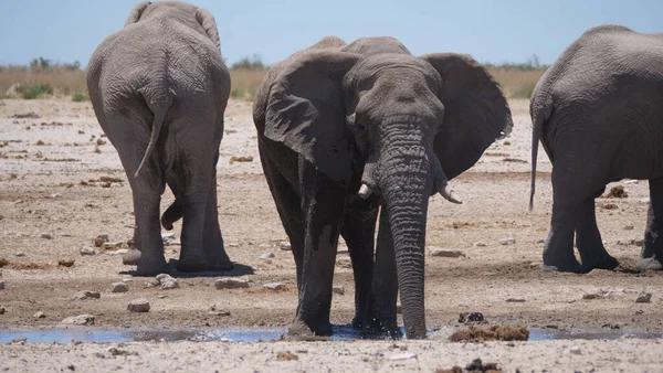 Elefante Bebe Agua Pozo Agua Casi Seco Parque Nacional Etosha Imágenes De Stock Sin Royalties Gratis