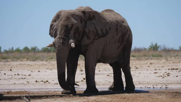 Eephant Almost Dry Waterhole Etosha National Park Namibia Imagen De Stock