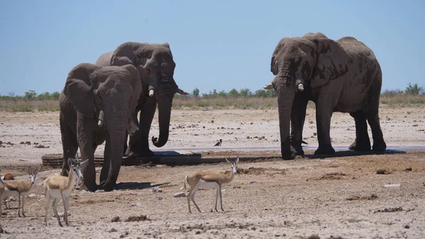Manada Elefantes Aspersores Una Sabana Seca Parque Nacional Etosha Namibia Fotos De Stock