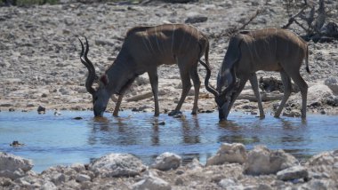 İki büyük kudus göletten su içiyor.