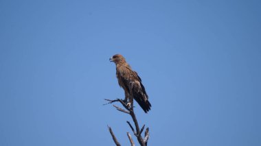 Tawny Eagle Afrika 'da bir ağaç dalında