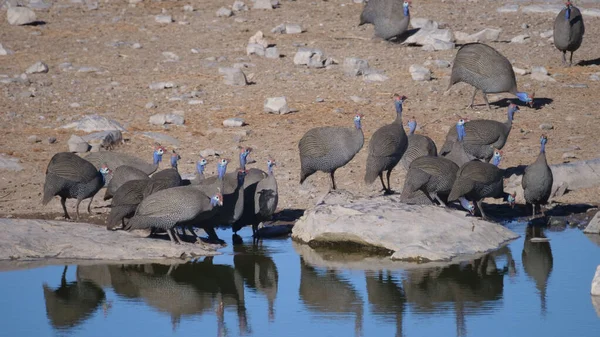 Grupo Capacete Guineafowl Água Potável Uma Lagoa — Fotografia de Stock